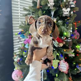 Fudge - Dapple male Dachshund puppy in Corona, Ca Hemet, Ca Surpise, California from Over The Moon Dachshunds