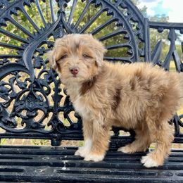 Chocolate Phantom Merle - Red merle male Aussiedoodle puppy in Crawford, Mississippi from Magnolia State Poodles and Doodles
