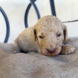 Alder - Apricot male Poodle puppy in Tucson, Arizona from Desert Doodles + Poodles