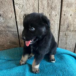 Hickory nut - Black tri-color male Australian Shepherd puppy in Whitwell, Tennessee from Owl Hollow Farm