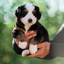 Chase - male Australian Mountain Doodle puppy in Cortez, Colorado from Sassy Pants Pups