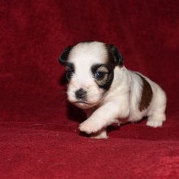 Nutmeg Girl 1 - White and tan female Russell Terrier puppy in Middletown, Virginia from DBF Russell Terriers