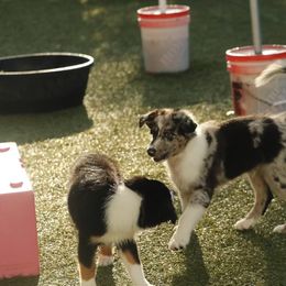 Australian Shepherd Puppies from Ace of Spades Australian Shepherds