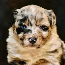Australian Shepherd Puppies from C&J Australian Shepherds