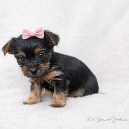 Lottie - Black and tan female Yorkshire Terrier puppy in Iron Mountain, Michigan from Celestial Family Terriers (Yooper Yorkies)