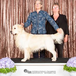 Taz - Golden Retriever