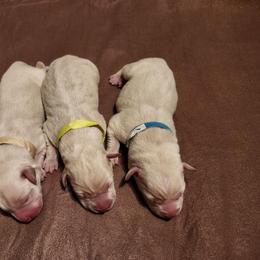 Ohcre Green - Yellow male Labrador Retriever puppy in Anderson, Texas from TLS Retrievers