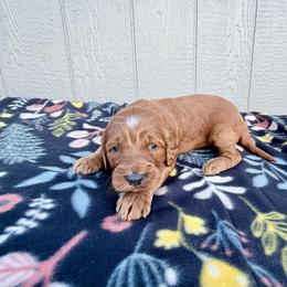 Girl 2 - Red female Irish Doodle puppy in Bloomfield, Iowa from Schooley Doodles