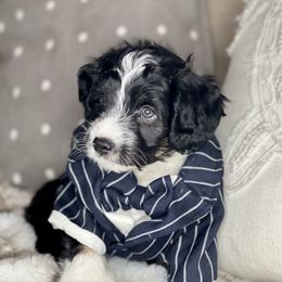 Aussiedoodle Puppies from Ever After Mini Doodles