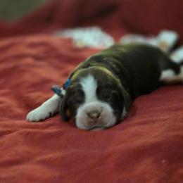 Dulche - Tri-Roan male English Springer Spaniel puppy in Cookeville, Tennessee from Krossroads Kennel