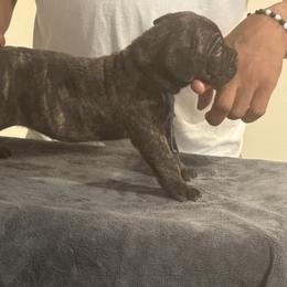 Blue - Black brindle female Cane Corso puppy in Laplace, Louisiana from BFM Cane Corso’s