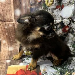 7339 black and tan male - Black and tan male Chihuahua puppy in Palmyra, Indiana from Country Star Chihuahuas