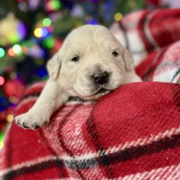 Georgia - Light golden female Golden Retriever puppy in Deer Lodge, Tennessee from SelahGold