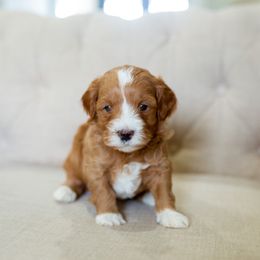 Aussiedoodle, Cockapoo, Miniature Australian Shepherd, and Poodle Puppies from Benson’s Red River Aussies