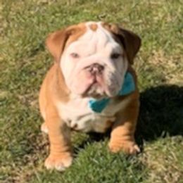 Bulldogs and French Bulldogs from Holler’s Inn