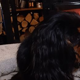 Tetley - Cavalier King Charles Spaniel