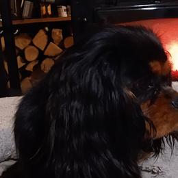 Tetley - Cavalier King Charles Spaniel