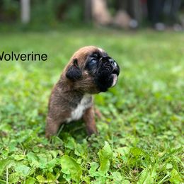 Boxer Puppies from Von Royal Dell’Infinite