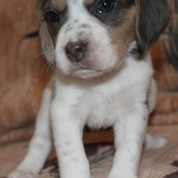 Nevada Champion Dad Nala - Blue tan and white female Beagle puppy in Spring Creek, Nevada from Badland Kennel