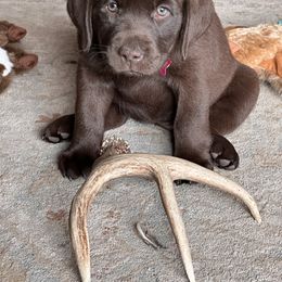 Labrador Retriever Puppies from Sula Peak Water Dogs LLC