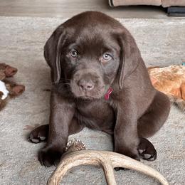 Labrador Retriever Puppies from Sula Peak Water Dogs LLC