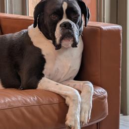 Tucker - Brindle male Boxer puppy in Wellington, Ohio from Brinkhaven Boxers
