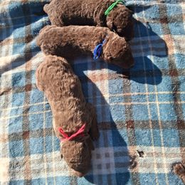 Blue - Brown male Chesapeake Bay Retriever puppy in Michigan from Blackwood Chesapeakes