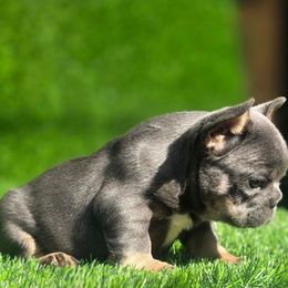 Bruno - Tricolors male French Bulldog puppy in Burleson, Texas from Diamond Deluxx Frenchies