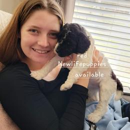 Red collar - Parti female Poodle puppy in Shelby, Alabama from New Life Family Farm