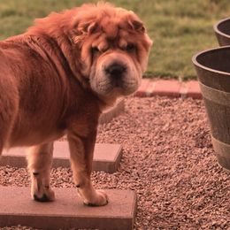 Chinese Shar-Pei from Joplin's Hippo House