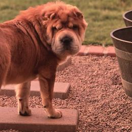 Chinese Shar-Pei from Joplin's Hippo House