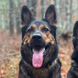 German Shepherds from Alisha Fitzpatrick