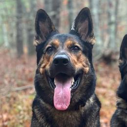 German Shepherds from Alisha Fitzpatrick