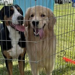 Greater Swiss Mountain Dogs from Snow Drift Swissy's