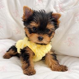 Princess Luna - Black and gold female Yorkshire Terrier puppy in Seattle, Washington from 🎀 Yorkies Boutique Babydolls 🎀