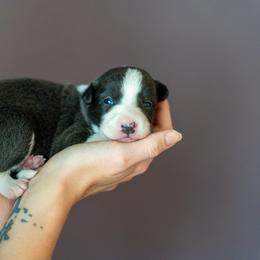 Border Collie, Papillon, Sporty Mix, and Whippet Puppies from Old Hemp Border Collies / Open Horizon Sport Dogs