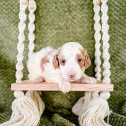 Baby's Breath (Baby) - Parti female Labradoodle puppy in Elizabeth City, North Carolina from Howdy Doodles