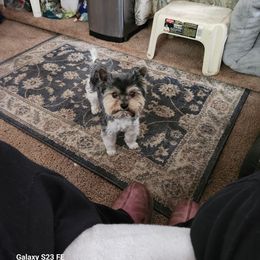 Huck - Yorkshire Terrier