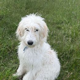 Love - Cream male Goldendoodle puppy in Maple Falls, Washington from Cynthia’s Goldendoodles