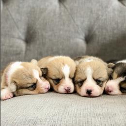 Pembroke Welsh Corgi Puppies from Lucky Pups Corgis