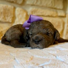 Annie (F2bb purple girl) - Blue merle female Aussiedoodle puppy in Midlothian, Texas from Gray Doodles
