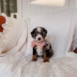 Mactan - Tri-color male Bernedoodle puppy in Cold Spring, Minnesota from A.N.A. Doodles