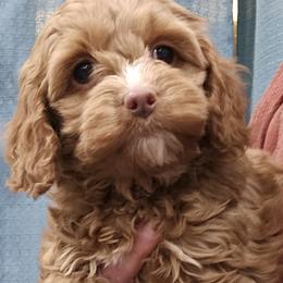 Pink Female - Red female Cockapoo puppy in Mocksville, North Carolina from Hunting Creek Farm & Kennel
