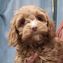 Pink Female - Red female Cockapoo puppy in Mocksville, North Carolina from Hunting Creek Farm & Kennel