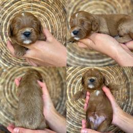 Lucas - Red male Cavapoo puppy in Yuciapa, California from AlltheDoodlez_