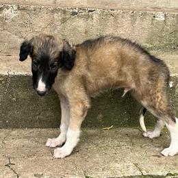 Honda - Fawn male Borzoi puppy in Clinton, Tennessee from Ivanhoe Borzoi