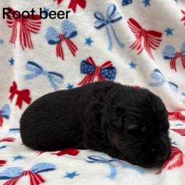 Root Beer - Black and red male German Shepherd puppy in Coplay, Pennsylvania from By My Side Germans Shepherds & Dobermans
