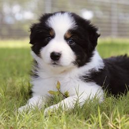 Black Eyed Susan (Susie) - Black tri female Miniature Australian Shepherd puppy in Weatherford, Texas from Ridgestar Aussies