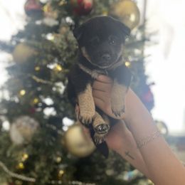 Boy 2 - Black and tan male Shiba Inu puppy in Alexandria, Minnesota from MN Lakes Area Shiba Inus