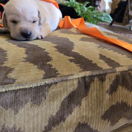 Orange Collar Female - Yellow male Labrador Retriever puppy in La Vernia/San Antonio, Texas from Allure Ranch Labrador Retriever's